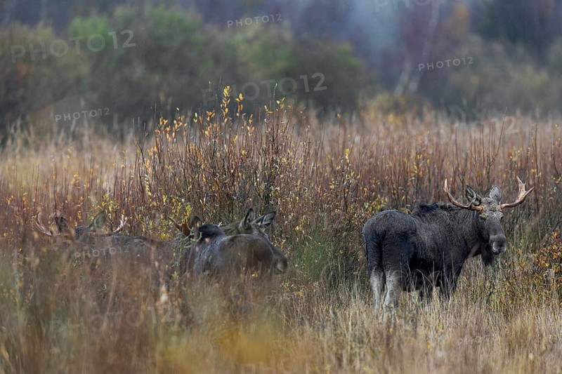 Several moose bulls (Alces alces) have gathered around a moose cow, rain, rutting season, moose rut, October, Denmark
