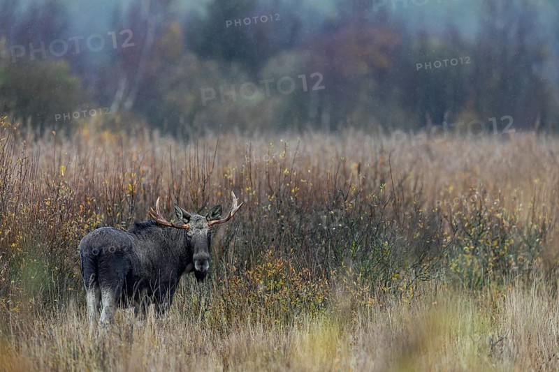 Rarely can you see moose (Alces alces) standing so freely in large reed beds, rain, rutting season, moose rutting, October, Denmark