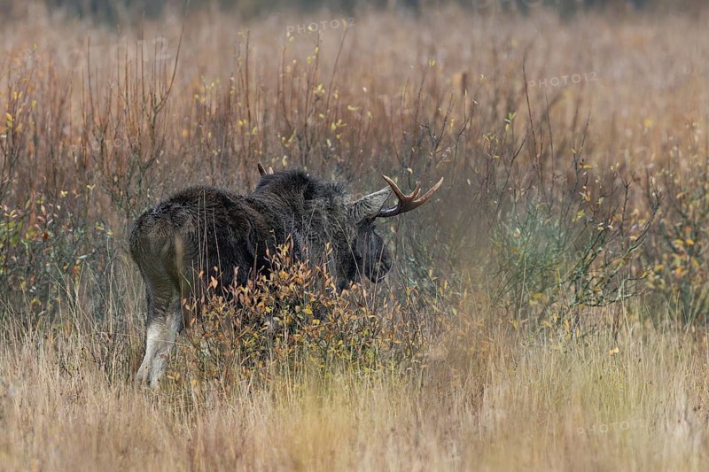 A bull moose (Alces alces) shakes the rainwater out of its fur, rain, rutting season, moose rut, October, Denmark