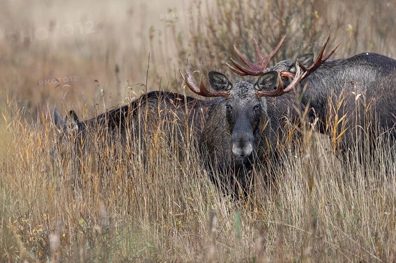 While a bull moose (Alces alces) watches me, another follows the cow moose, rutting season, moose rut, October, Denmark