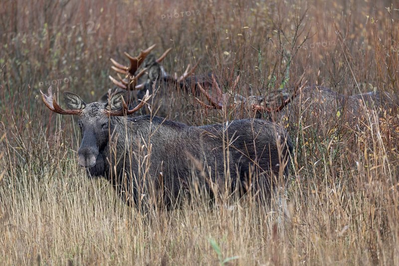 These four bull moose (Alces alces) accompany a cow moose, rutting season, moose rut, October, Denmark
