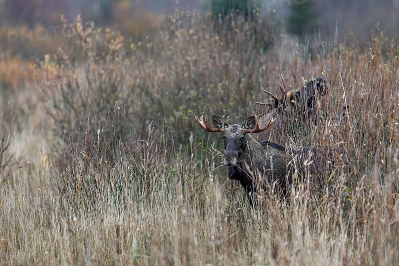 Bull moose (Alces alces) foraging in a marshy area, rutting season, moose rut, October, Denmark