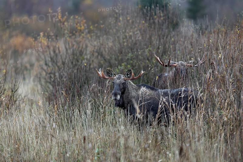 Bull moose (Alces alces) in a marshland, rutting season, moose rut, October, Denmark