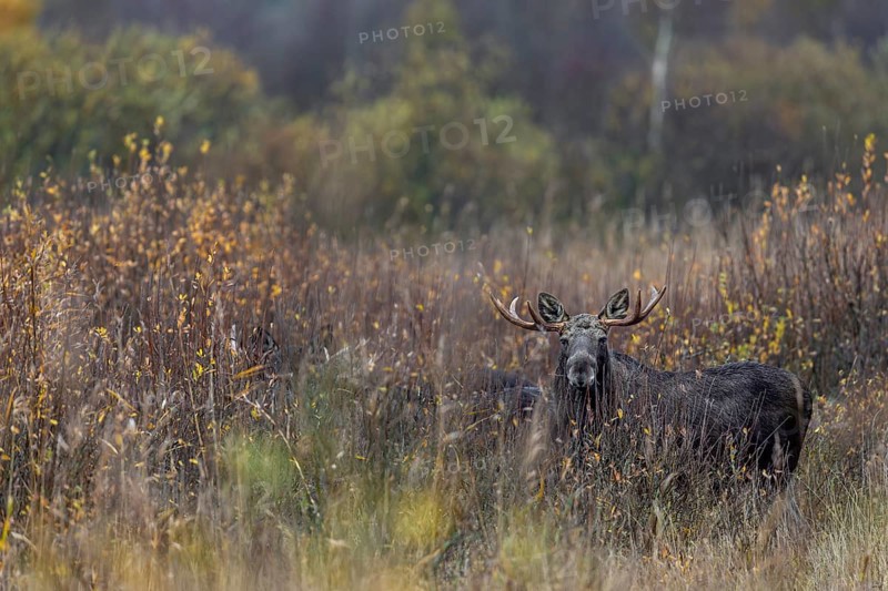 While this bull moose (Alces alces) is clearly visible, the three animals standing next to him are barely recognisable, rutting season, moose rut, October, Denmark