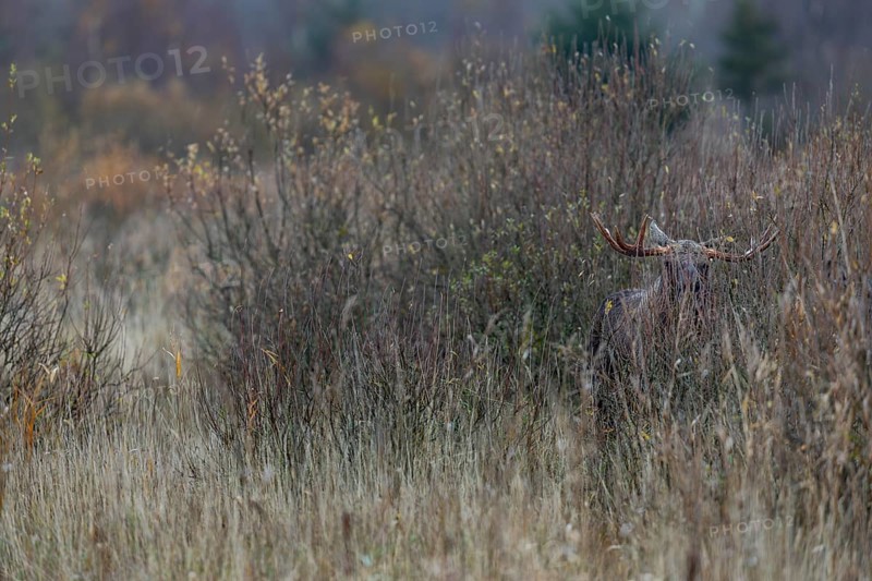When a bull moose (Alces alces) stands motionless in dense vegetation it is difficult to spot, rutting season, moose rut, October, Denmark
