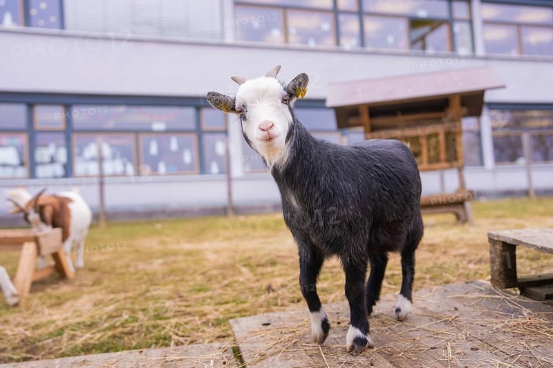 Black and white goatling standing in a meadow in front of a building, Schlehengäu Grund Schule Gechingen, Calw district, Germany