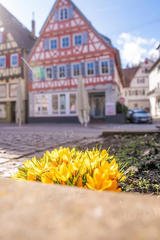 Yellow crocuses bloom in front of half-timbered houses on a sunny spring day in a village, Calw, Calw district, Germany