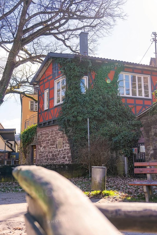 Cosy half-timbered house with ivy surrounded by trees on a sunny day, Calw, Calw district, Germany