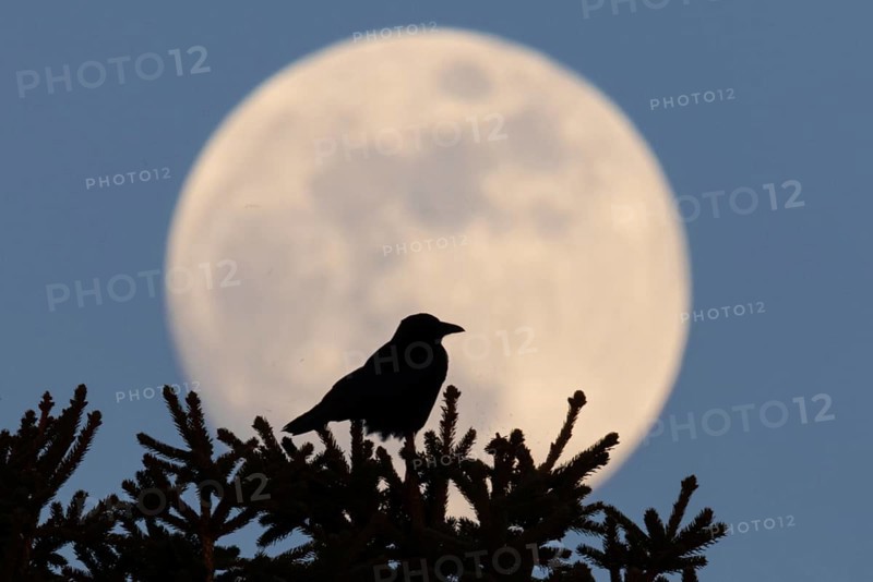 A bird sits on the top of a tree while the full moon passes behind them. The full moon in March is also called a worm moon because it reminds that the frost is giving way and the soil begins to live again, Frankfurt am Main, Hesse, Germany