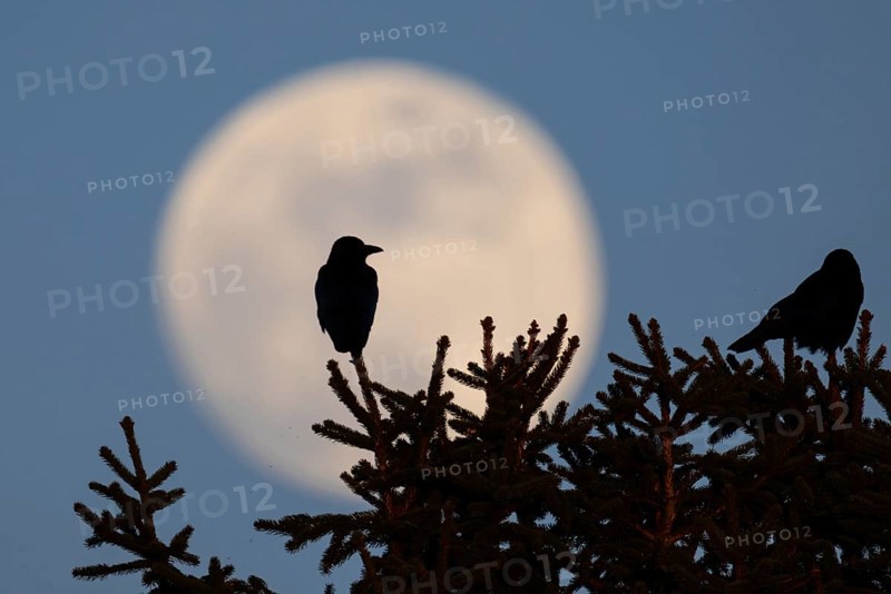 Two birds sit on the top of a tree while the full moon passes behind them. The full moon in March is also called a worm moon because it reminds that the frost is giving way and the soil begins to live again, Frankfurt am Main, Hesse, Germany