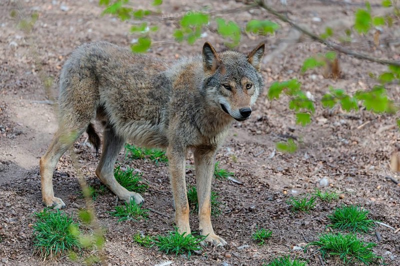 A Eurasian gray wolf (Canis lupus lupus) stands partially hidden behind green leaves on dry forest floor. Transylvania, Romania