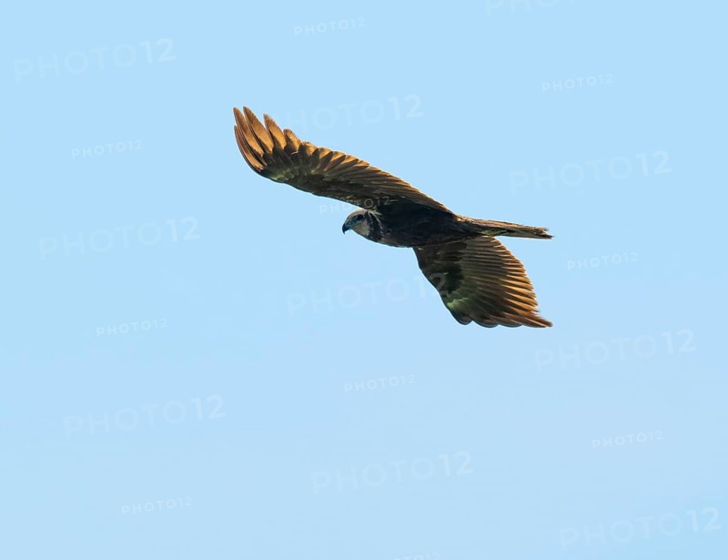 Marsh harrier (Circus aeruginosus), female in flight looking for food, blue sky, Lower Saxony