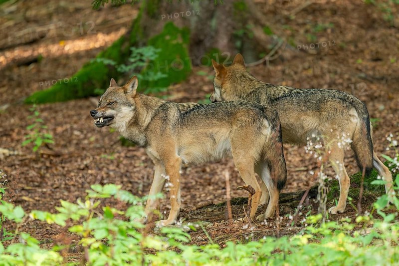 Wolf (Canis lupus) two wolves standing in the forest, one wolf baring its teeth, captive, Bavarian Forest National Park, Bavaria, Germany