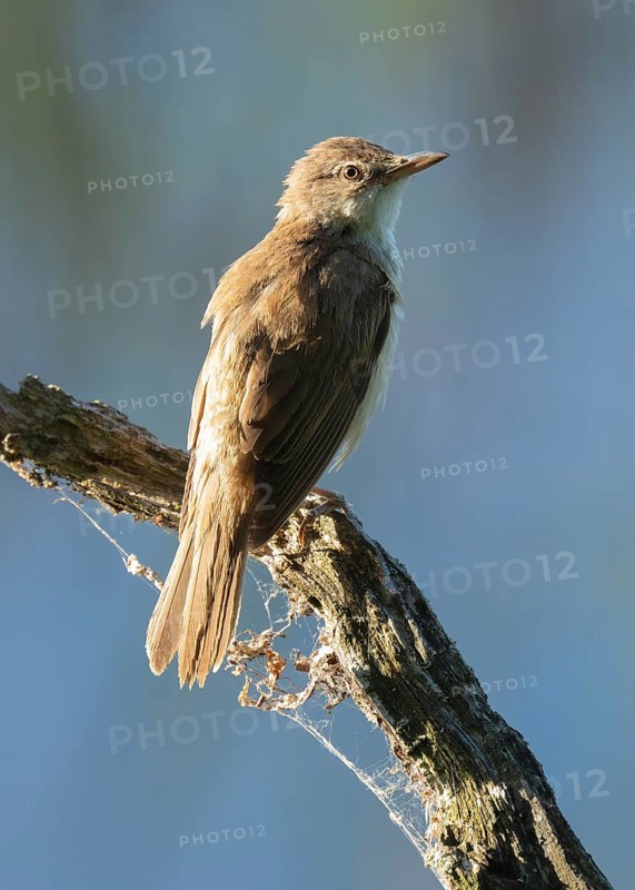 Great Reed Warbler (Acrocephalus arundinaceus) standing on an old branch, blue water behind, Lower Saxony, Germany