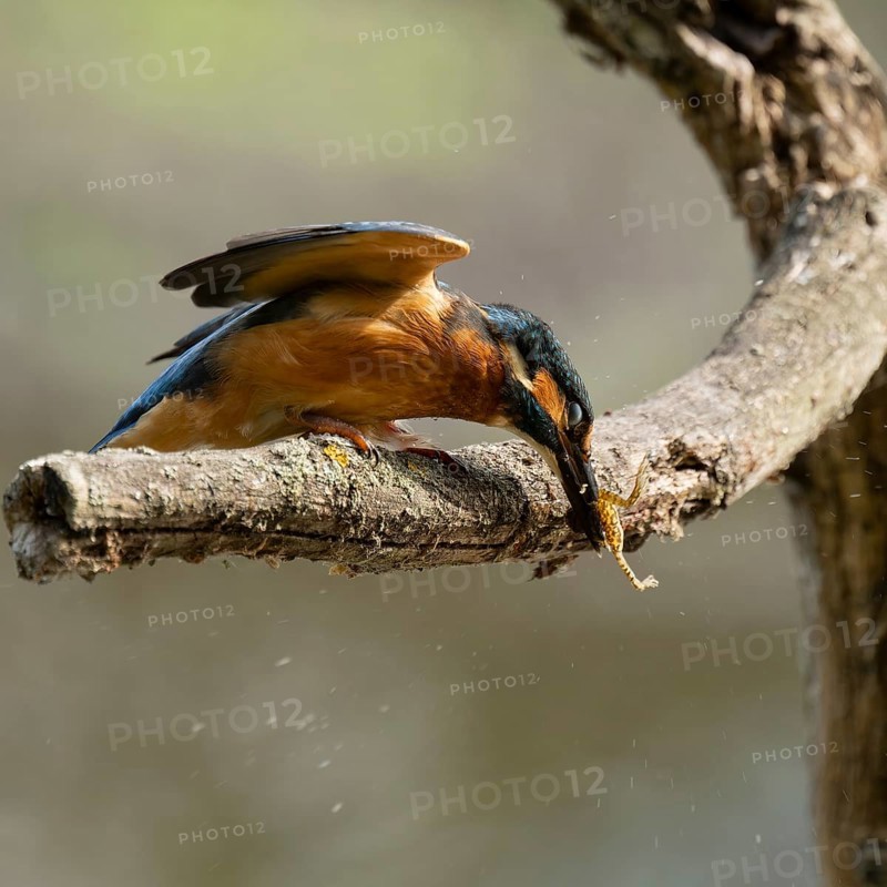 Kingfisher (Alcedo atthis) sitting on a branch, perch, beats captured prey frog (Rana) to death, Lower Saxony, Germany