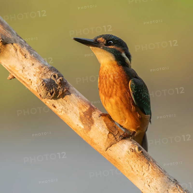 Kingfisher (Alcedo atthis) sitting on an old branch in the warm morning light, perch, Lower Saxony, Germany