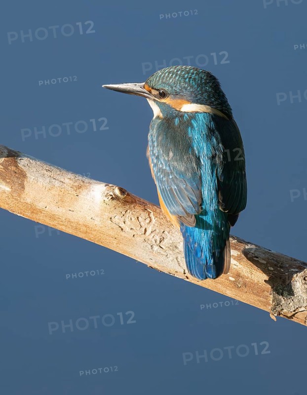 Kingfisher (Alcedo atthis) sitting on an old branch, perch and looking for prey, blue water behind, Lower Saxony, Germany