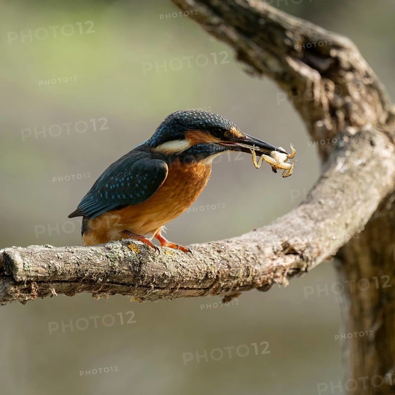 Kingfisher (Alcedo atthis) sitting on a branch, perch, with captured prey frog (Rana) in its beak, Lower Saxony, Germany