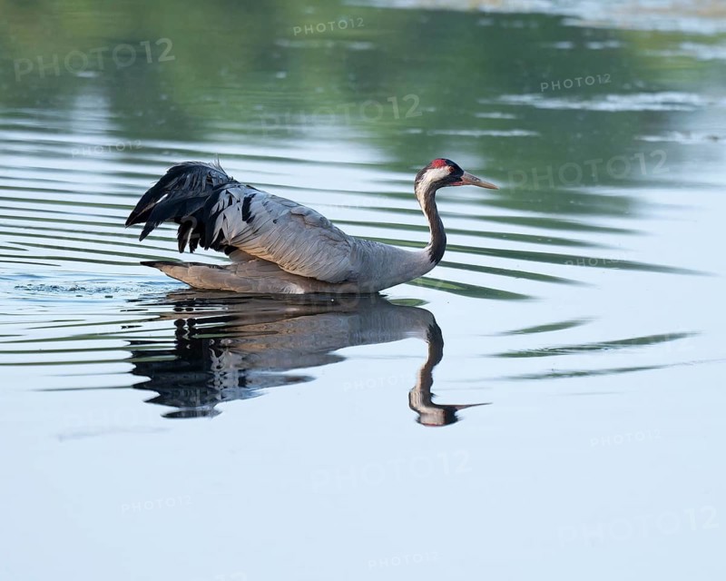 Crane (Grus grus) wading through the shallow water zone of a lake, reflection in the water, Lower Saxony, Germany