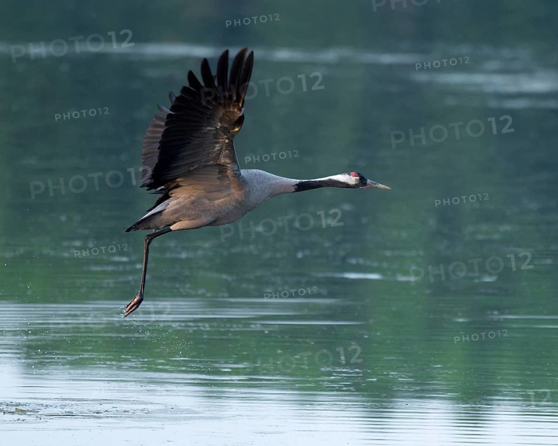 Crane (Grus grus) in flight over a lake, Lower Saxony, Germany