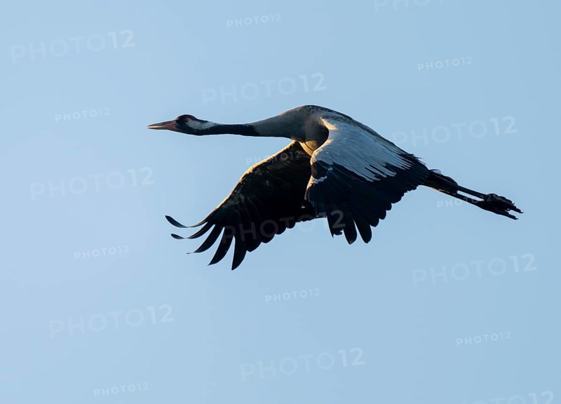 Crane (Grus grus) in flight, blue sky, Lower Saxony, Germany