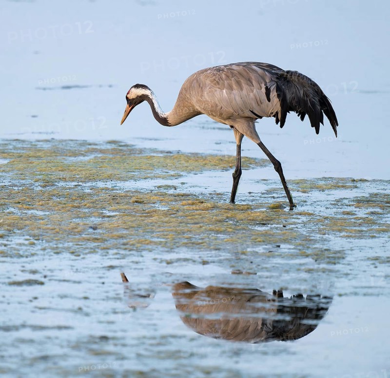 Crane (Grus grus) foraging in the shallow water zone of a lake, Lower Saxony, Germany