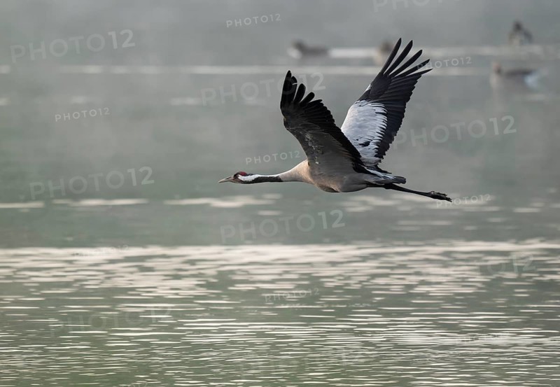 Crane (Grus grus) in flight over a lake, morning mist, geese on the water behind, Lower Saxony, Germany