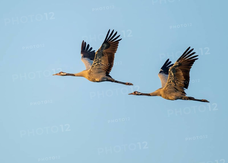 Crane (Grus grus), two cranes in flight, warm morning light, blue sky, Lower Saxony, Germany
