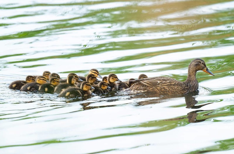 Mallard (Anas platyrhynchos), female, mother duck with chicks, young birds, swimming on a pond, Lower Saxony, Germany