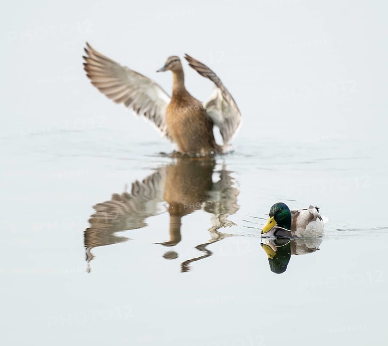 Mallard (Anas platyrhynchos), male and female, on a lake, female flapping her wings, Lower Saxony, Germany