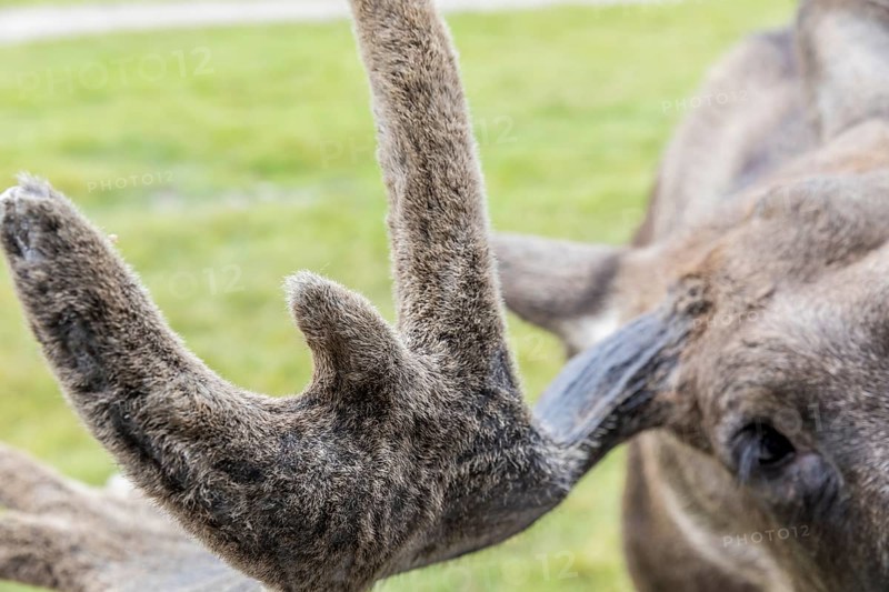 Hairy antlers of a moose (Alces alces), captive, moose safari in Virum Älkpark near Vimmerby, Kalmar län, Sweden