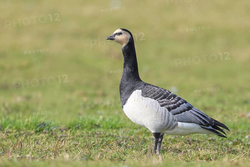 White-fronted goose or barnacle goose (Branta leucopsis), standing in a meadow in the wintering area, nature photography, wildlife, animals, bird, goose, nature reserve on the Rhine, old Rhine arm, near Xanten, Lower Rhine, Wesel district, one of the few floodplain landscapes in Germany, in winter over 20, 000 wild birds rest here, many Arctic goose species spend the winter, North Rhine-Westphalia, Germany