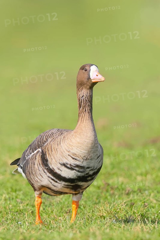 White-fronted goose (Anser albifrons), standing in a meadow in the wintering area, nature photography, wildlife, animals, bird, goose, nature reserve on the Rhine, old Rhine arm, near Xanten, Lower Rhine, Wesel district, one of the few floodplain landscapes in Germany, in winter over 20, 000 wild birds rest here, many Arctic goose species spend the winter, North Rhine-Westphalia, Germany