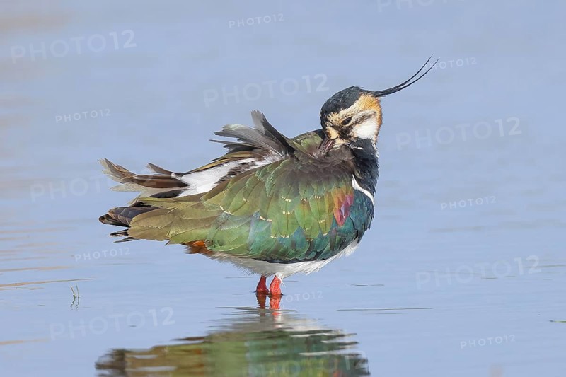 Lapwing (Vanellus vanellus), in splendid plumage, standing in shallow water, preening its feathers, nature reserve on the Rhine, old Rhine arm, near Xanten, Lower Rhine, Wesel district, one of the few floodplain landscapes in Germany, in winter, wildlife, nature photography, birds, North Rhine-Westphalia, Germany