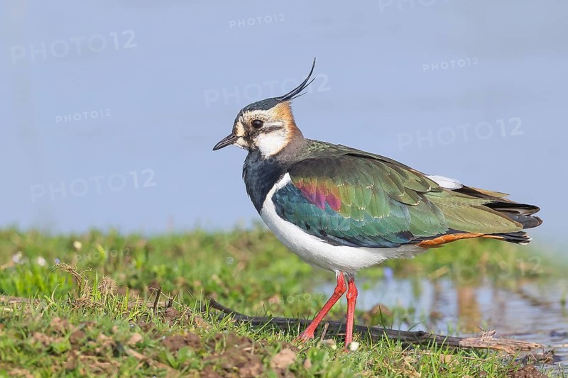 Lapwing (Vanellus vanellus), in splendid plumage, foraging on a bank, nature reserve on the Rhine, old Rhine arm, near Xanten, Lower Rhine, Wesel district, one of the few floodplain landscapes in Germany, in winter, wildlife, nature photography, birds, North Rhine-Westphalia, Germany