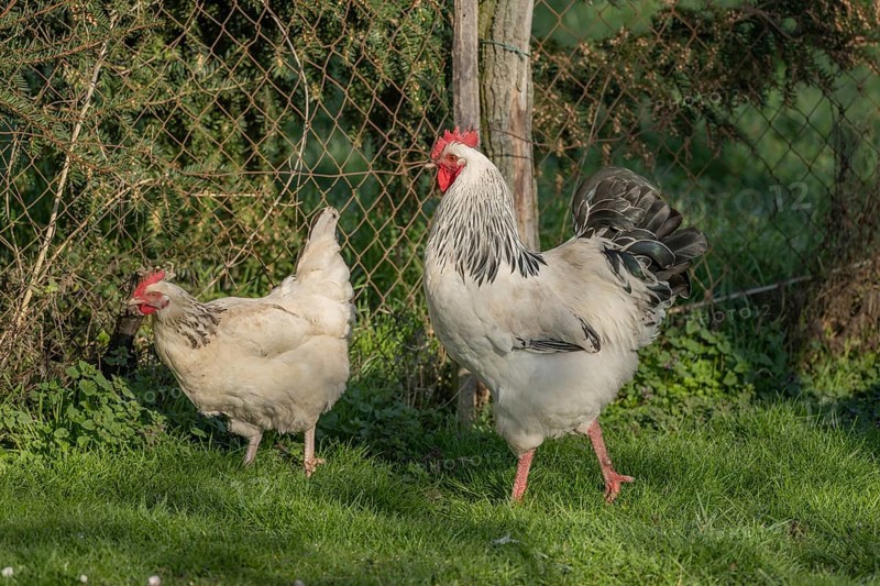 Three chicks are running in a green field. A white and a black rooster move in front of the others. The sun is shining and the animals are exploring their surroundings. Bas rhin, Alsace, France