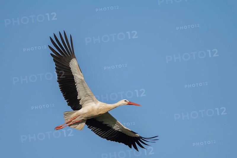 The white stork (ciconia ciconia) flies across the blue sky. Its body is white with black wings. It perches quietly in the afternoon, looking for food. Lower Rhine, Alsace, France