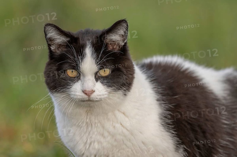Black and white cat stands in a green field in soft early morning light. Lower Rhine, Alsace, France