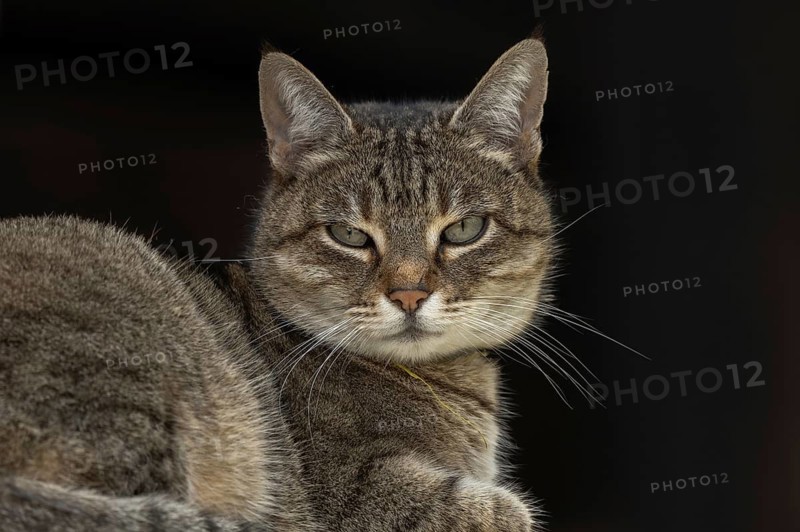 A gray cat is lying on a piece of furniture. He's looking straight ahead. The light is dimmed and the atmosphere is intimate. The animal appears relaxed and alert. Bas rhin, Alsace, France