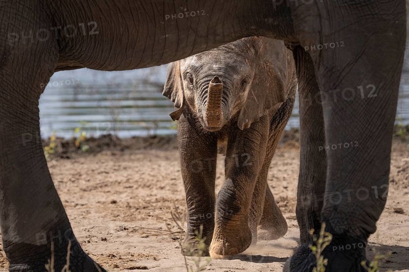 Baby elephant (Loxodonta africana) looking under the belly towards the camera, behind the Chobe River. Chobe National Park, Botswana