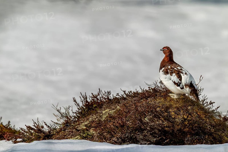Standing on a hill in the tundra, the grouse (Lagopus lagopus) male watches over his territory, winter, snow, cold, mating season, Sweden