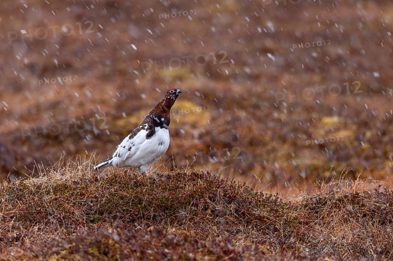 A grouse (Lagopus lagopus) male stands on a hill in the tundra in the snowfall, snowfall, snowflakes, winter, snow, cold, mating season, Sweden