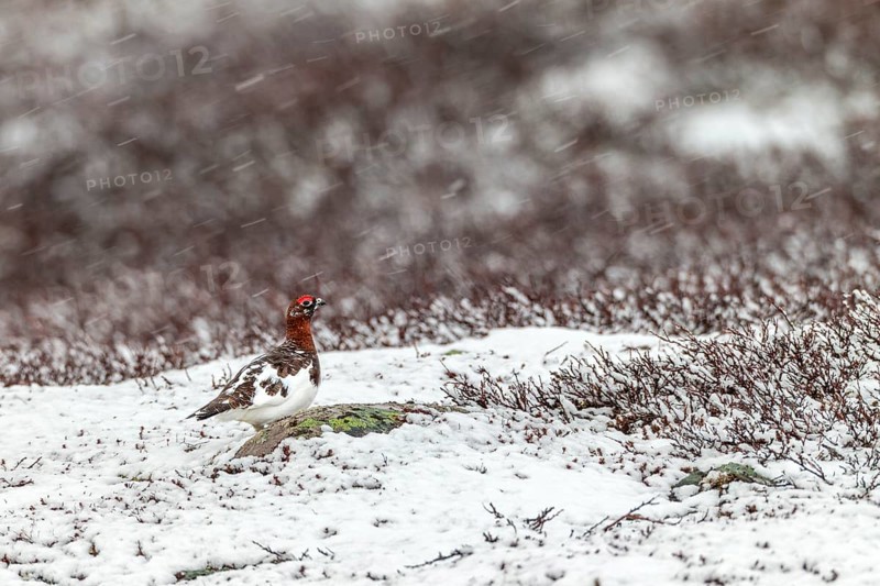 A sudden onset of winter in May does not disturb the male willow ptarmigan (Lagopus lagopus), snowfall, snowflakes, winter, snow, cold, mating season, Sweden