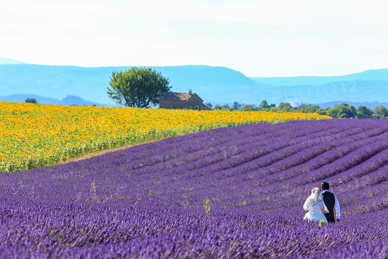 Bride and groom in lavender field, Alpes-de-Haute-Provence, Provence, France