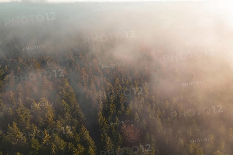 Aerial view of wooded area with fog moving across trees, soft and calm atmosphere, Gechingen, Calw district, Germany