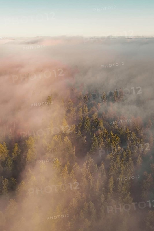 Thick fog in the forest at sunrise, dipping the trees in a peaceful atmosphere, Gechingen, Calw district, Germany