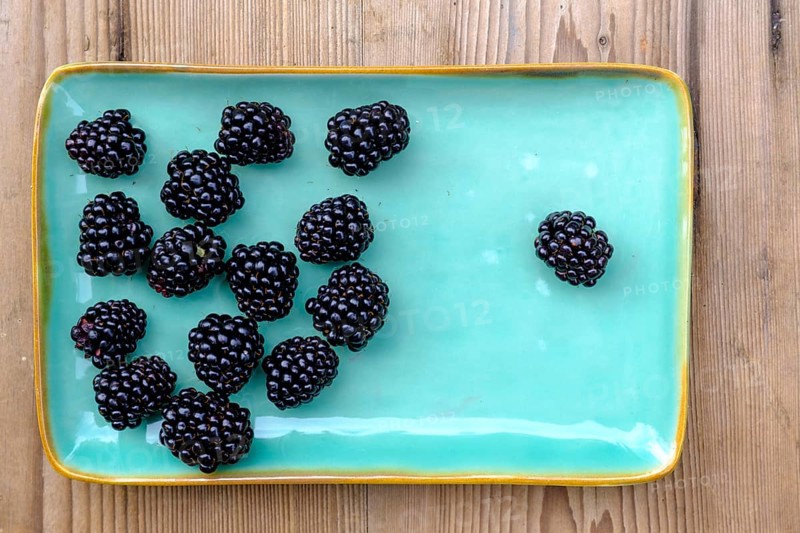 Blackberries, fruit, berries, in the garden, food, Upper Bavaria, Bavaria, Germany
