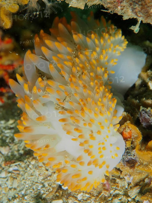 Lively nudibranch with yellow and white colours, gas flame nudibranch (Bonisa nakaza), under water. Dive site False Bay, Cape of Good Hope, Cape Town, South Africa