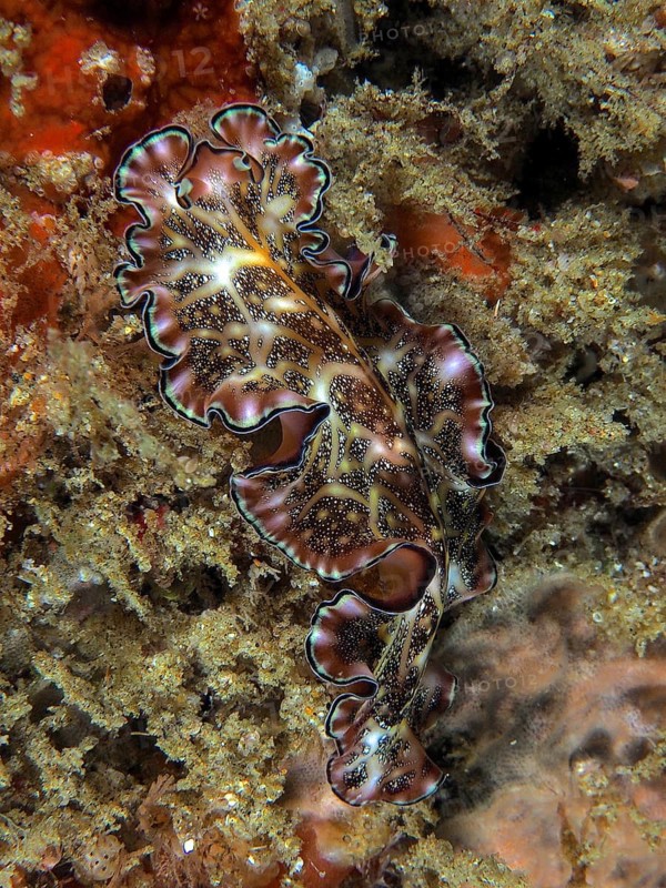 Whirlpool worm with a variety of textures, Persian carpet whirlpool worm (Pseudobiceros bedfordi), on a reef. Dive site Sodwana Bay National Park, Maputaland Marine Reserve, iSimangaliso Wetland Park, KwaZulu Natal, South Africa