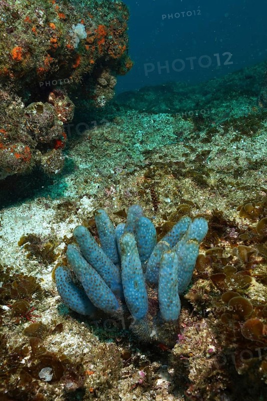 A Blue Sea Squirt (Pseudodistoma africanum) in a calm underwater environment. Dive site Aliwal Shoal, Umkomaas, KwaZulu Natal, South Africa